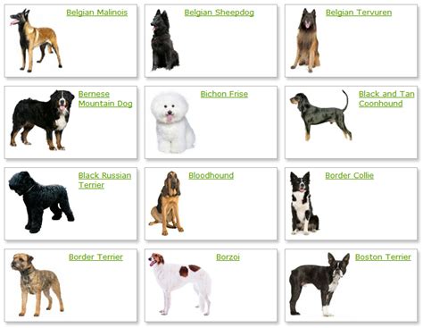 Dog Breeds List With Picture Dog Breeds Alphabetical Dogs Breeds Guide