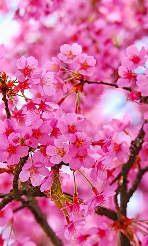 Details 62 Cherry Blossom Wallpaper Pink Best Incdgdbentre