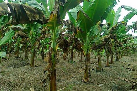 Cara membuat nugget pisang dan resep pisang nugget coklat keju aneka kreasi lengkap tips membuat nugget pisang kukus dan banana nugget goreng untuk dijual. Cara Membuat Pisang Berbuah Dua Kali - Jenis.net