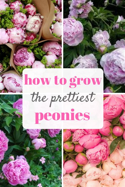 How To Grow The Prettiest Peonies The Dazzling Daisy Peonies Garden