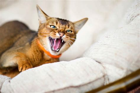 Angry Hissing Cat