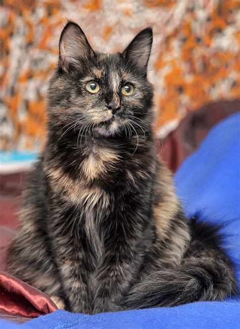 Tortoiseshell Cat Facts With Pictures