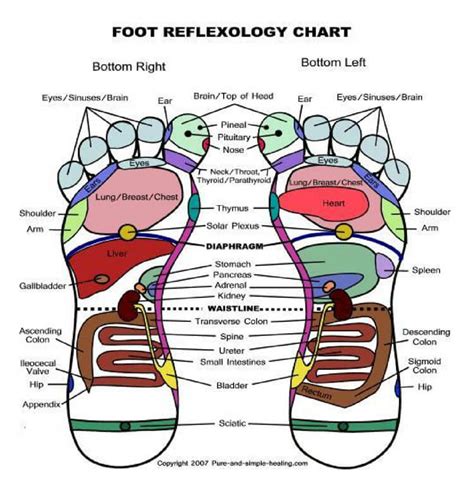 Gallery Of Free Foot Reflexology Charts 35 Free Printables Word Pdf