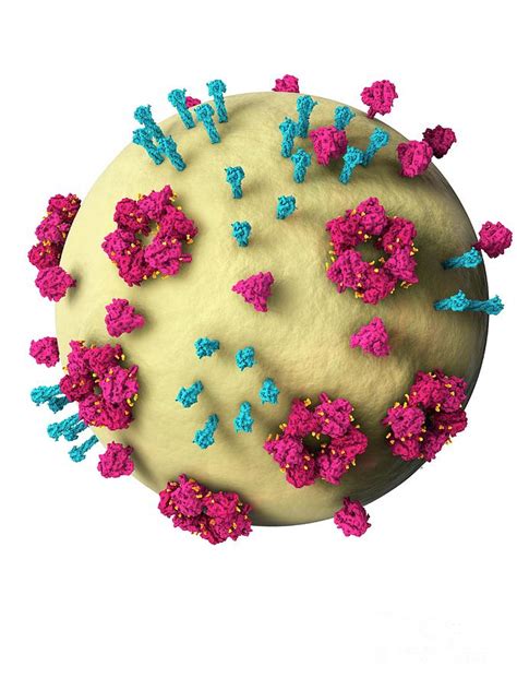 Nipah Virus Structure Photograph By Ramon Andrade Dciencia Science