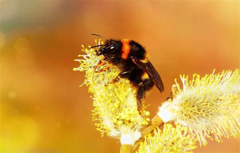Bumblebee Insect Wallpapers FREE Pictures on GreePX