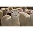 Which Sheep Breed Suits Your Farm