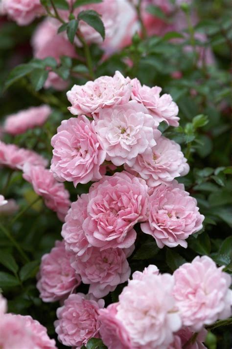 Rose The Fairy Rose Garden Garden Plants Flower Garden Fragrant