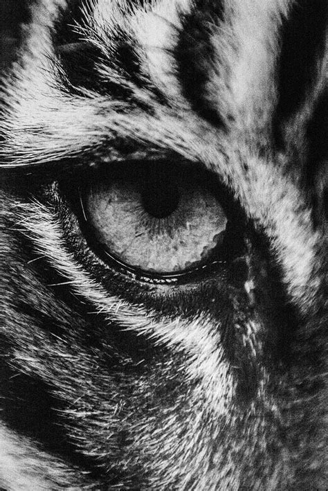 Tiger Eye Photograph By Sheri Bartoszek Fine Art America