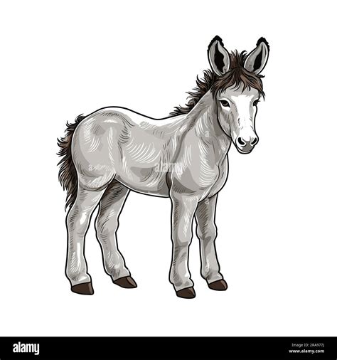 Donkey Foal Donkey Foal Hand Drawn Illustration Vector Doodle Style