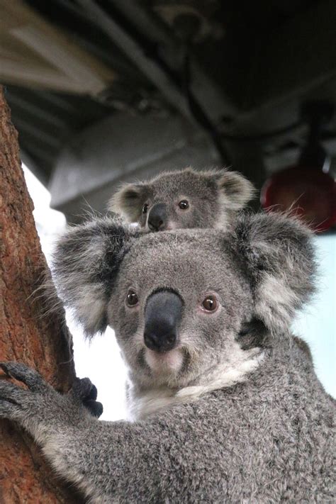 These Baby Koalas Are Newly Out Of The Pouch And Omg They Are Cute