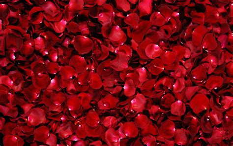 Red Flower Petals Wallpaper 2560x1600 83353