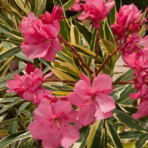 Southern Living Plant Collection 2 Gal Twist Of Pink Oleander 43502