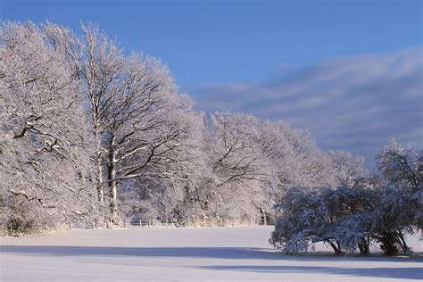 무료 이미지 경치 나무 분기 산 감기 화이트 햇빛 꽃 서리 얼음 날씨 눈이 내리는 조명 시즌 쌀쌀한