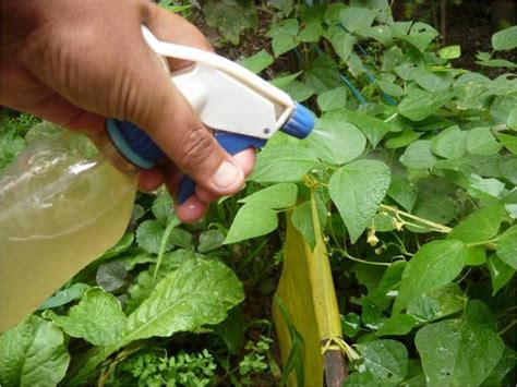 Prepara Este Insecticida Repelente Y Fungicida Casero A Base De Ajo