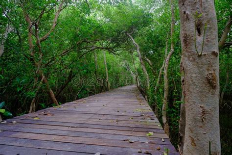 Mangrove Forest With Wood Walkway Bridge And Leaves Of Tree Stock