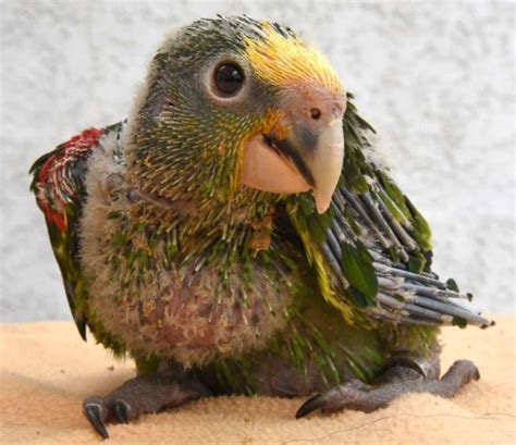 Yellow Headed Amazon Parrot Picture Cutest Baby Animals From Around