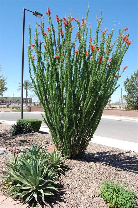 Blooming Beautiful Ocotillo Desert Landscaping Backyard Arizona