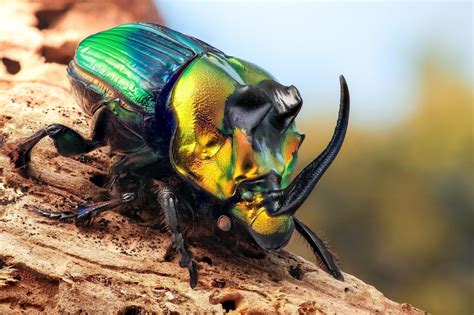 Beetle Insect Wallpapers Top Free Beetle Insect Backgrounds