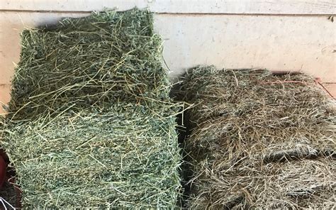 Differences Between Timothy Bermuda Grass And Alfalfa Hay 2023