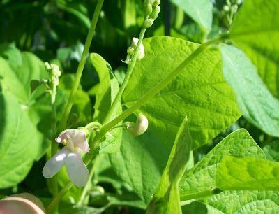 My salads never miss having red kidney beans on the list. growing kidney beans | HOW TO GROW RED KIDNEY BEANS FROM ...