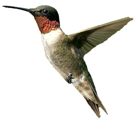 Hummingbird Png File Png All Png All