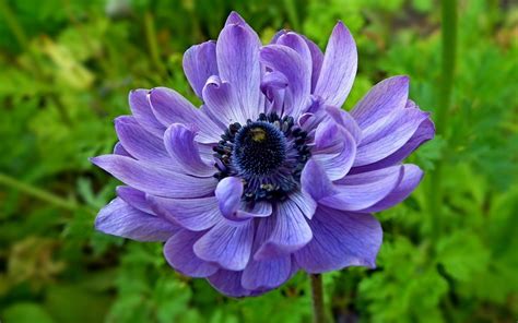 Pretty Purple Flower