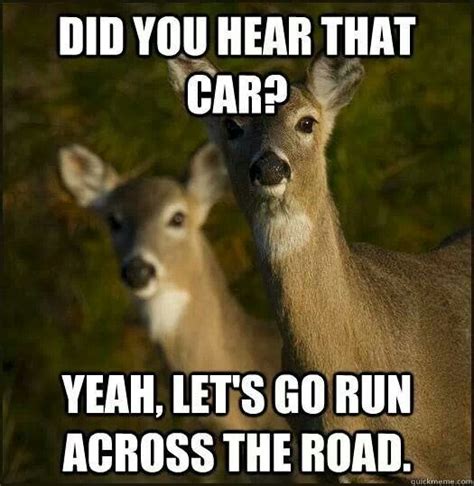 Yep Deer Play Chicken Funny Deer Funny Pictures I Love To Laugh
