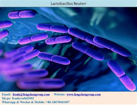 Lactobacillus Reuteri L Reuteri Manufacturers And Suppliers Price