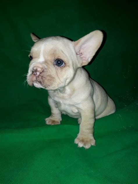 Pending pickup beautiful male merle choco tan french bulldog is ready to go. Cream Merle Male 1 - Over The Top French Bulldogs