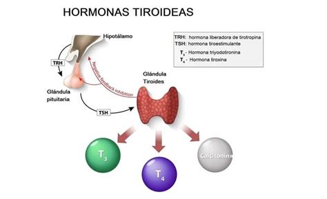Histología De La Glándula Tiroides Anatomía Embriología