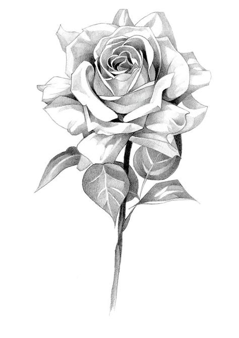 Rose Pencil Drawing 1 By Matthew Hack Pencil Drawings Of Flowers