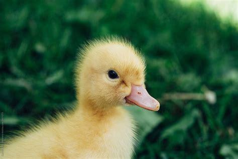 Yellow Baby Duck By Stocksy Contributor Gabi Bucataru Stocksy