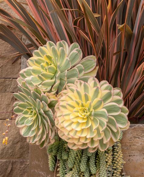 Sunburst Aeonium Aeonium Sunburst Monrovia Plant