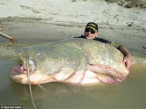 River Monster This Giant Catfish Can Even Swallow A Man And It Was