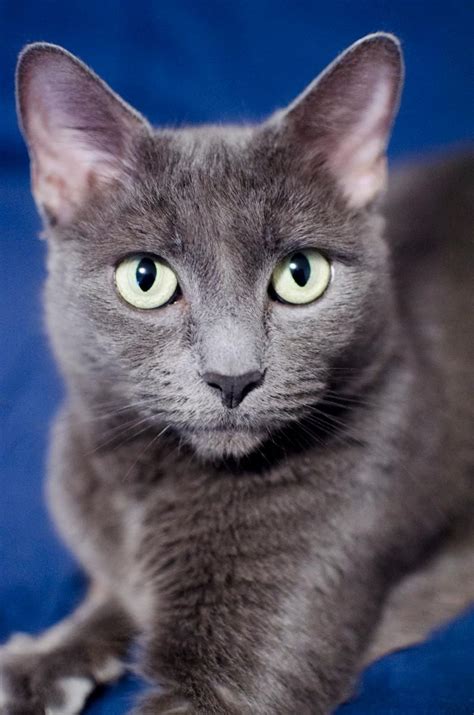 Meet Shuree A Petfinder Adoptable Domestic Short Hair Gray Cat