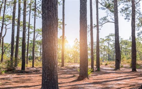 Stem Pine Tree In Pine Forest With Sunrise Stock Image Image Of Pine