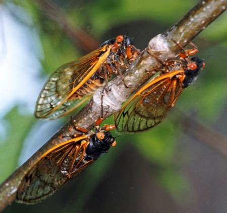 Cicada (plural cicadas or cicadae). Are Cicadas Toxic To Dogs? - mybrownnewfies.com