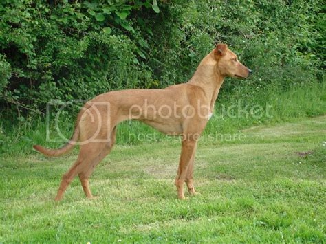 Cattle Dog And Kelpie X Page 4 Lurchers And Running Dogs The