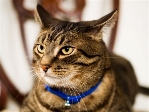 Standard sites for vaccination have been recommended for over two decades. Cat Lump In Throat - Milf Stream