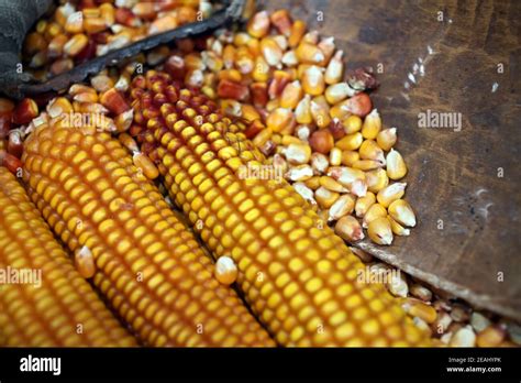 Corn Cobs Stock Photo Alamy