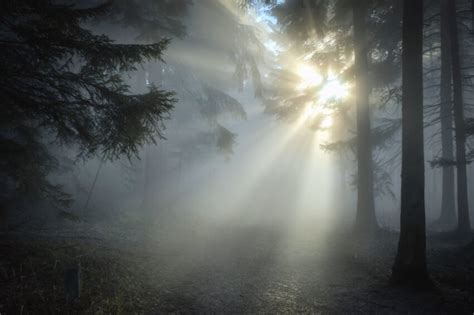 Free Picture Forest Wood Tree Sun Light Sky Light