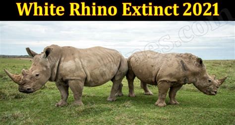 White Rhino Extinct 2021 June Get Deep Insight Here