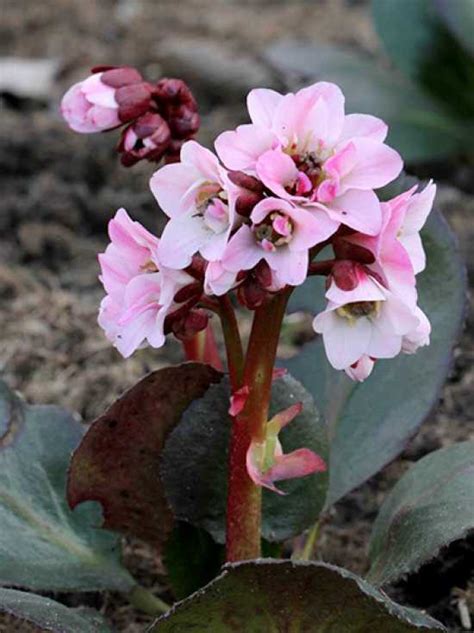 Bergenia Cordifolia Dragonfly Sakura Bergenie Riesensteinbrech