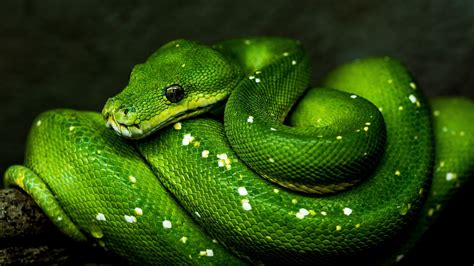 Download Wallpaper 1920x1080 Snake Green Reptile
