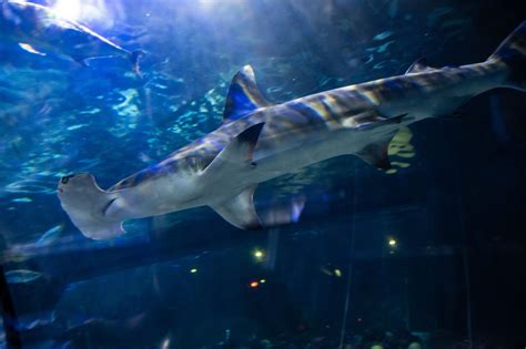 Seaworld Orlando Hammerhead Shark Encounter