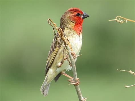 Cardinal Quelea Ebird