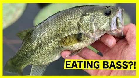 Largemouth Bass Eating