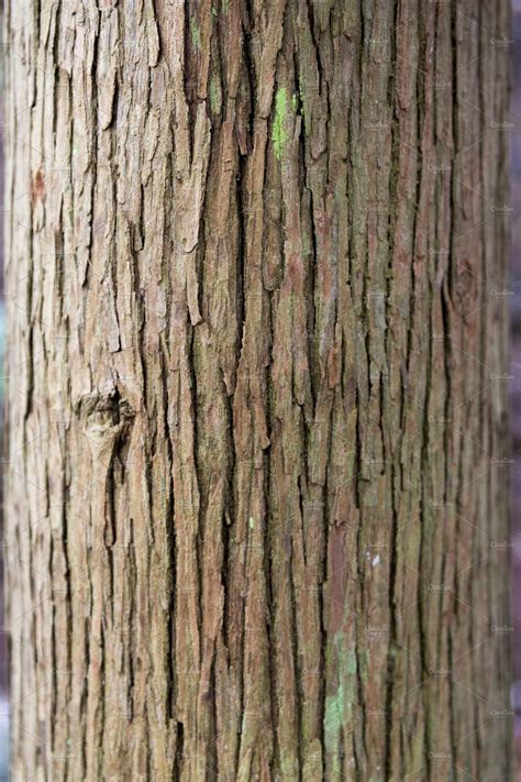 Tree Bark Featuring Nature Tree Bark And Tree Bark Texture Nature