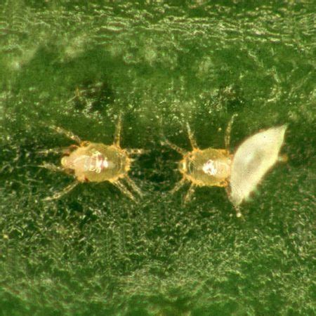 How To Get Rid Of Broad Mites Trifecta Natural