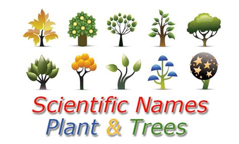 Scientific Names Common Plant And Trees Appzok